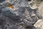 Spanish Fork Canyon Shell Fossils