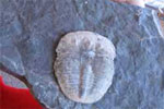 Trilobites and the Cambrian Environment of Utah