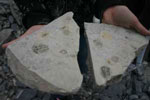 Trilobite Collecting At U-Dig Fossils
