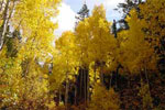 Utah's Fall Colors - 8 Viewing Locations