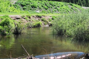 Fishing The Big Cottonwood Canyon Creek