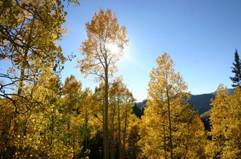 Utah Fall Colors