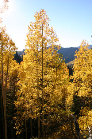 Utah Fall Colors