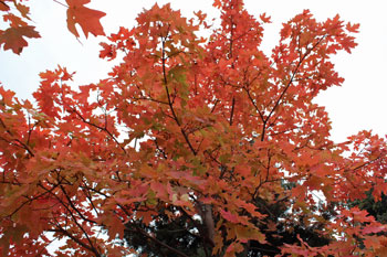 Utah Fall Colors