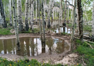 Burnt Hill Road (ATV Trail)