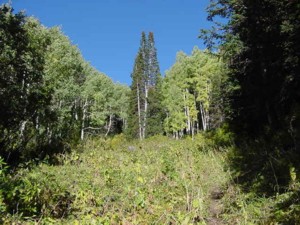 Bear Trap Fork - Big Cottonwood Canyon