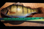 Big Perch Rockport Reservoir 2021