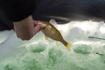 Perch Fishing Echo Reservoir