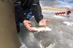 Ice Fishing Vernon Reservoir