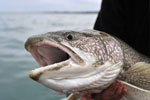 Flaming Gorge Lake Trout Fishing