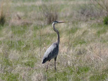 Bear River Bird Refuge