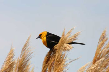 Bear River Bird Refuge