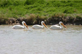 Bear River Bird Refuge