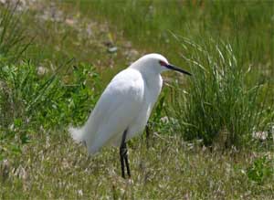 Bear River Bird Refuge