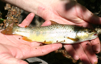 Fishing Utah