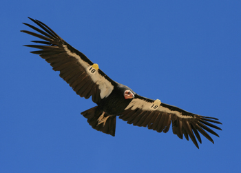 Condor in Zion National Park / Southeastern Utah