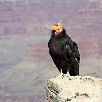 Condor in Zion National Park / Southeastern Utah