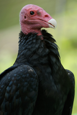 Condor in Zion National Park / Southeastern Utah