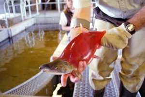 Kokanee Salmon Strawberry River