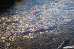 Kokanee Salmon Run Up The Strawberry River - Utah Outdoor Activities