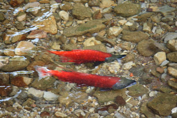 utah kokanee salmon